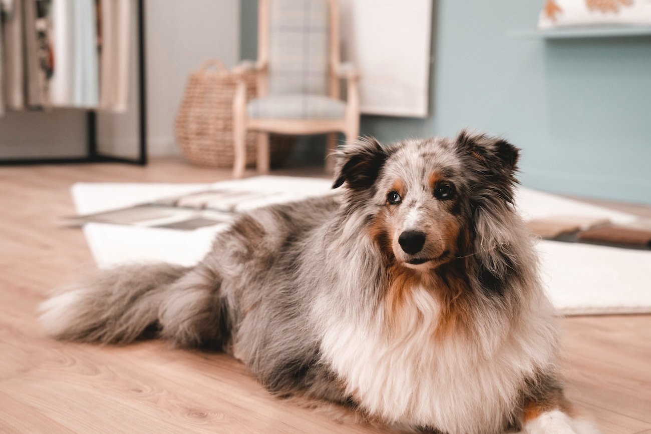 Le chien de Mélina Wathelet dans son atelier de tapisser décorateur à Guidel en Bretagne